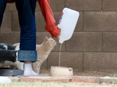Woman giving water to a community cat.